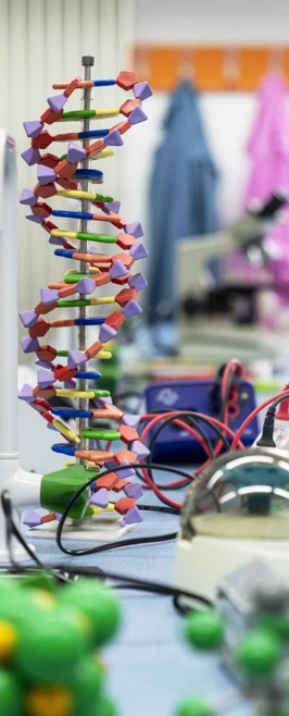 A vibrant DNA model stands tall on a busy lab bench, surrounded by science gadgets and colourful lab coats hanging in the background—science in full colour and creativity. A vibrant DNA model stands tall on a busy lab bench, surrounded by science gadgets and colourful lab coats hanging in the background—science in full colour and creativity.
